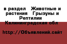  в раздел : Животные и растения » Грызуны и Рептилии . Калининградская обл.